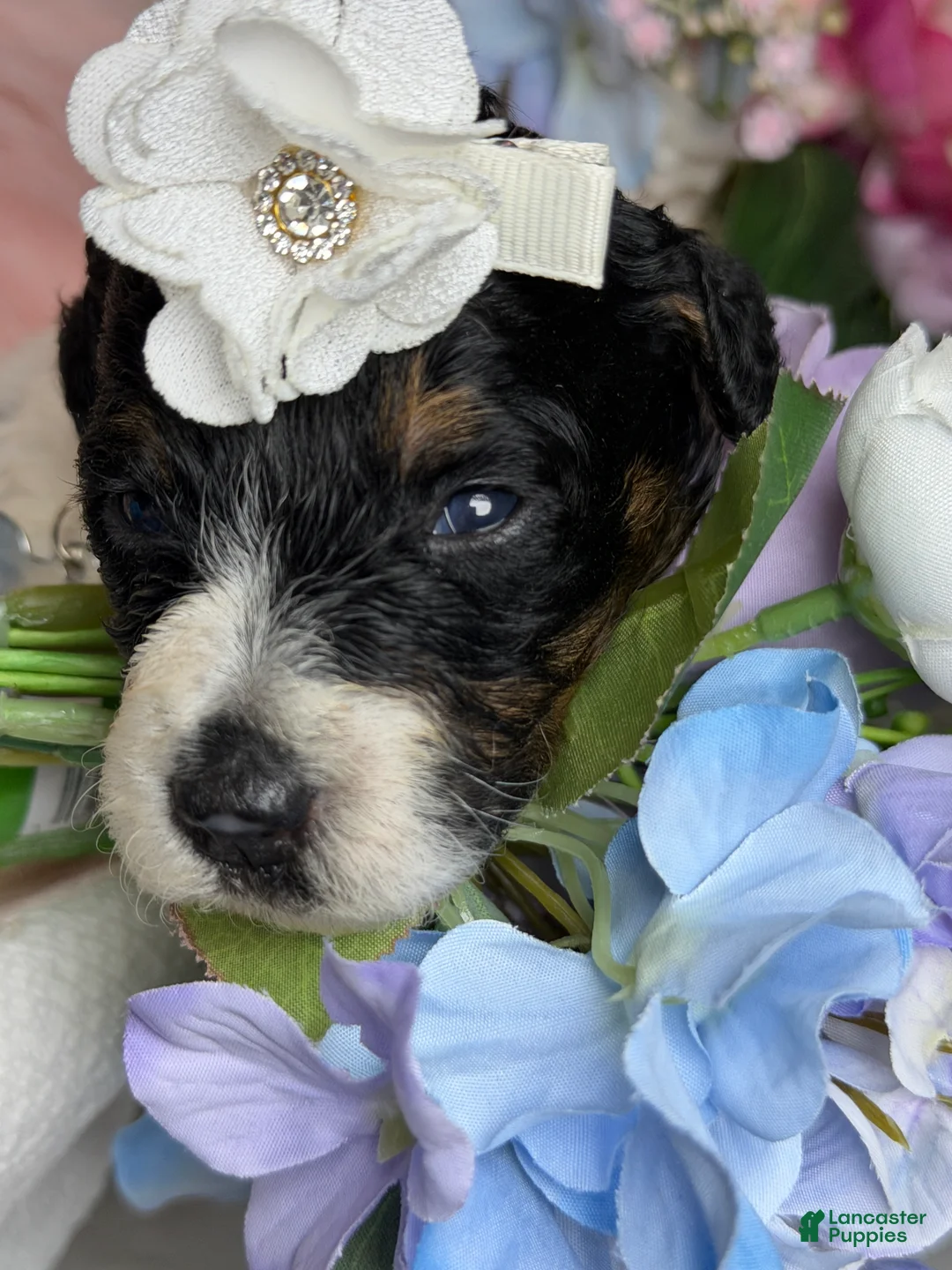 Mixed Breed dogs for sale: Chanele  - Ad 2