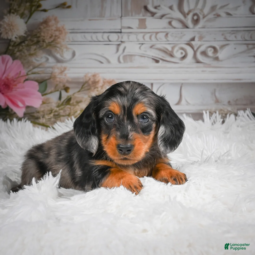 Miniature Dachshund dogs for sale: AKC-Hershey - Ad 2