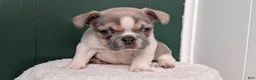 French Bulldog dogs for sale: Daisy - Ad 3