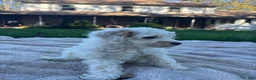 Cavapoo dogs for sale: Saint - Ad 6