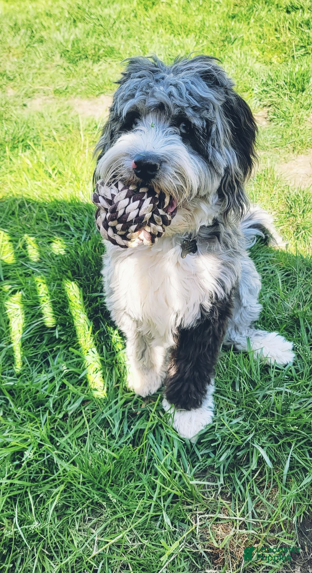 Gallery Image {{count}}