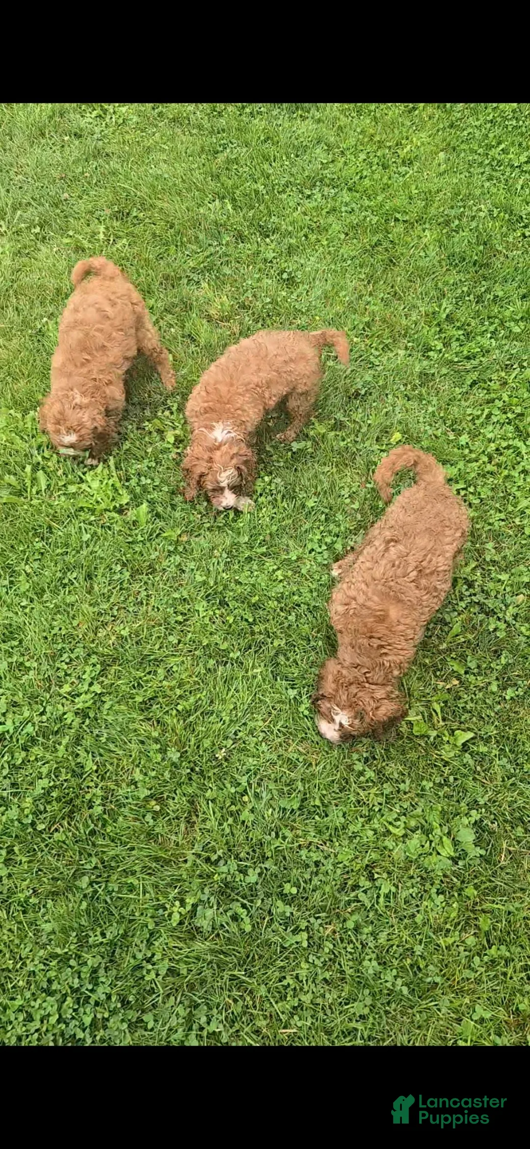 Cavapoo dogs for sale: Trixie - Ad 7