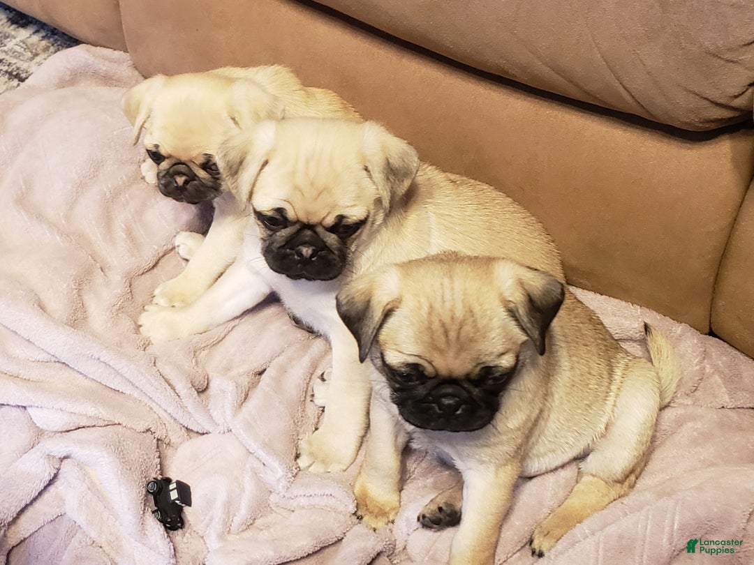 Pug dogs for sale: Pippi - AKC - Ad 10
