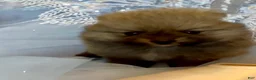 Pomeranian dogs for sale: Tiramisu - Ad 25