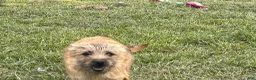 Cairn Terrier dogs for sale: Emma  - Ad 3