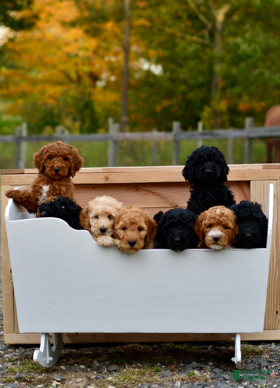 Standard Poodle dogs for sale: Clifford  - Ad 8