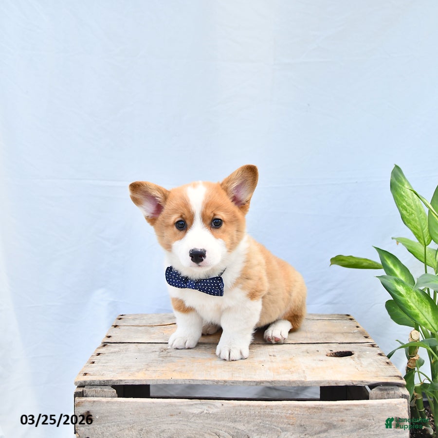 Welsh Corgi Pembroke dogs Moose - Ad 1