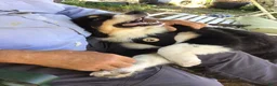 Australian Shepherd dogs for sale: Australian Shepherd 3 Freckles - Ad 3