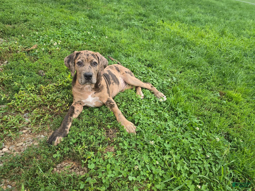 Mixed Breed dogs for sale: Betsy - Ad 2