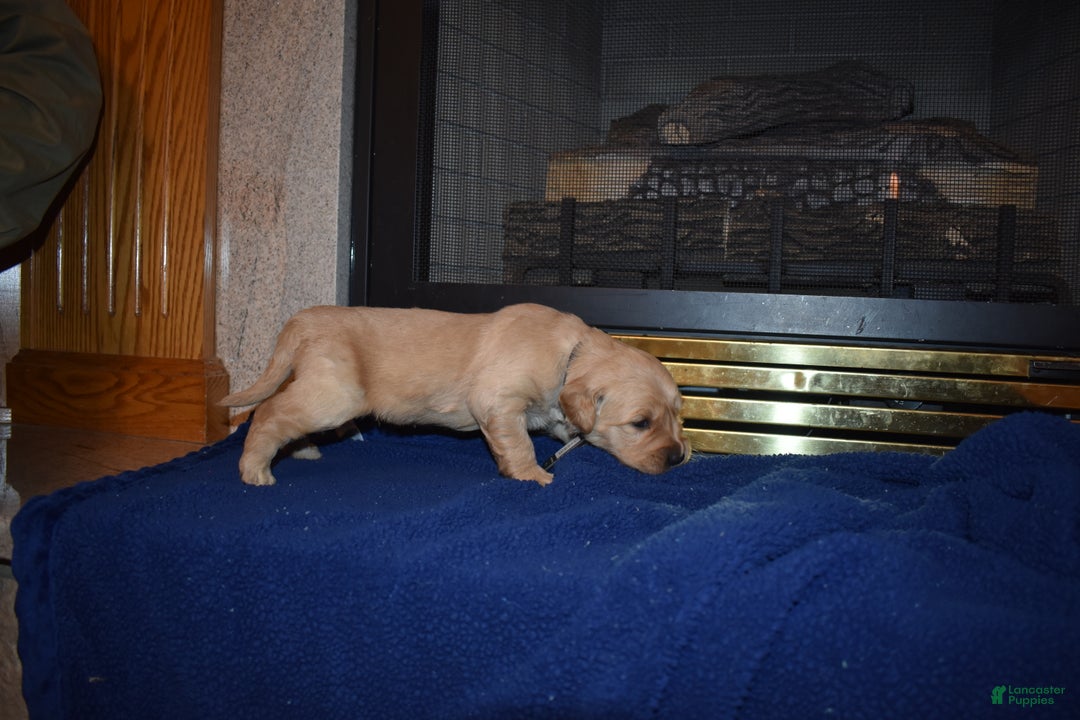 Golden Retriever dogs for sale: Diesel - Ad 1