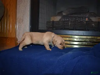 Golden Retriever dogs Diesel - Ad 18