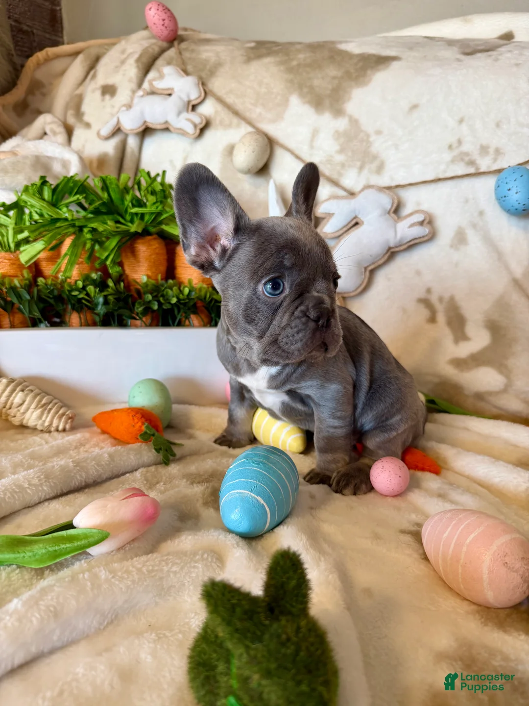 French Bulldog dogs for sale: French Bulldog Puppy 1 - Ad 2