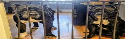Presa Canario dogs for sale: Ms. Blue - Ad 20