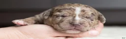 Cane Corso dogs for sale: Candy Coated Heath: North American Mastiff  - Ad 3