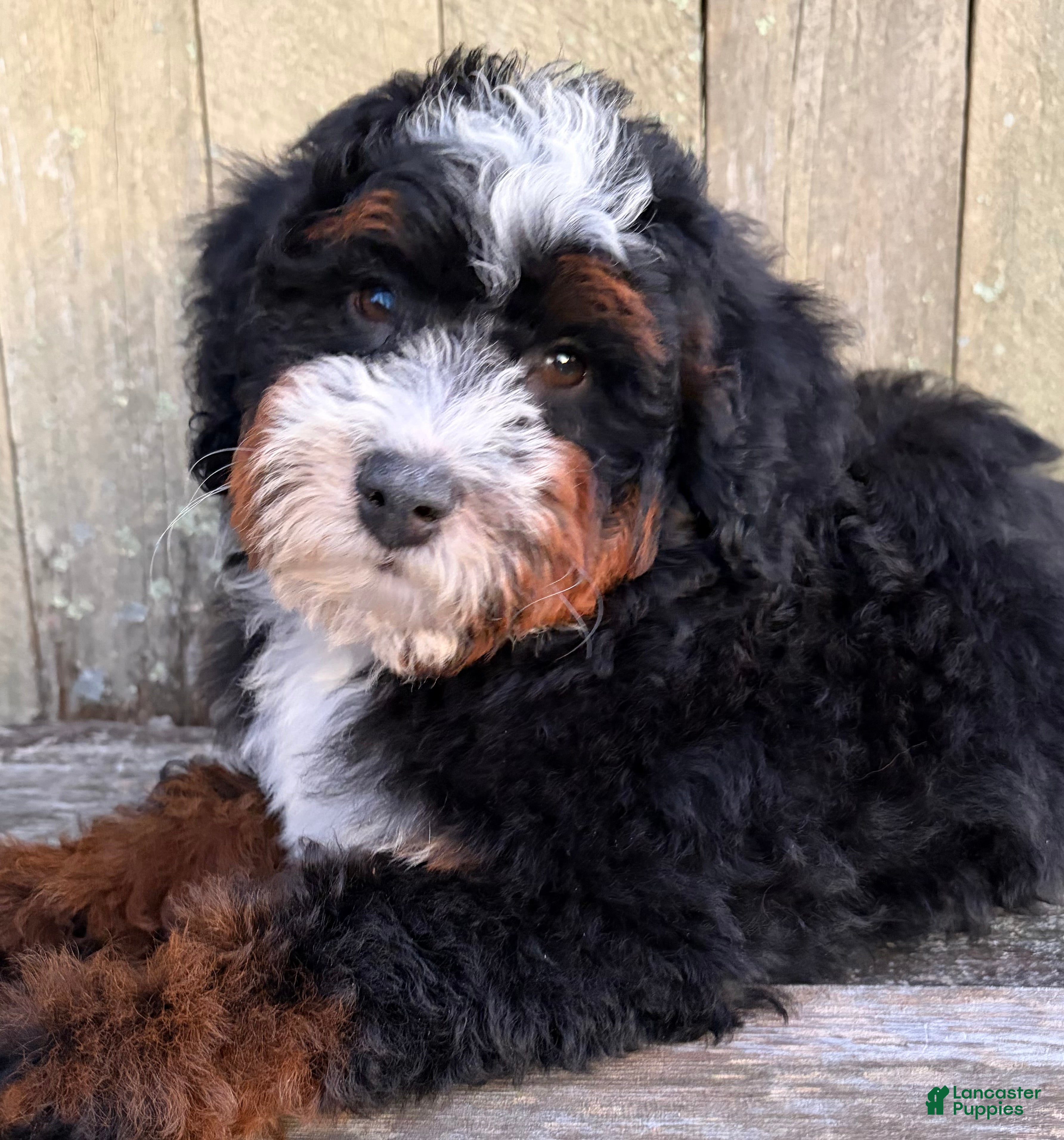 Mini Bernedoodle dogs for sale: 🍫IN BOSTON MASSACHUSETTS AREA🍫TRADITIONAL TRI COLOR🍫MINI BERNEDOODLE GIRL🍫 - Ad 1