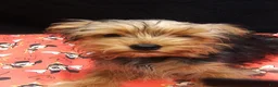 Yorkshire Terrier dogs for sale: Yorkshire Terrier 1 - Ad 5