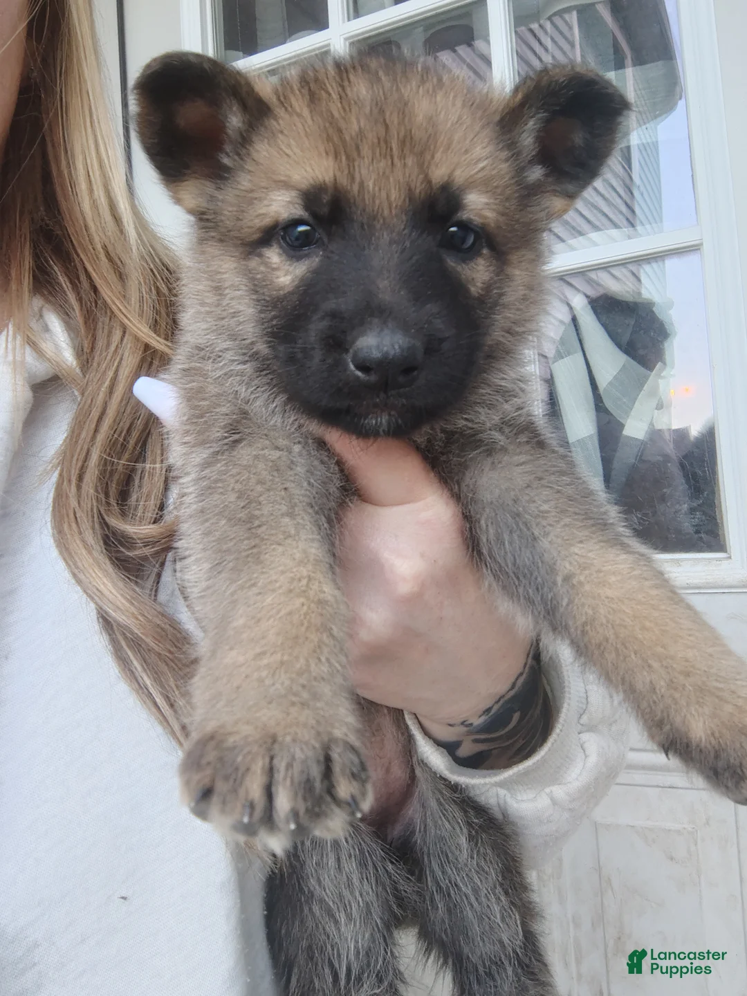 German Shepherd dogs for sale: Luna - Ad 2