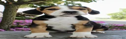 Beabull dogs for sale: Toby - Ad 4
