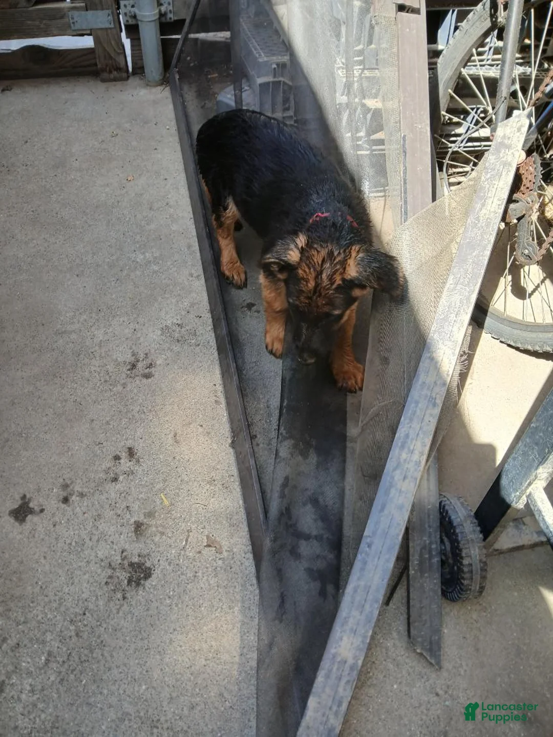 German Shepherd dogs for sale: Chuckles - Ad 1