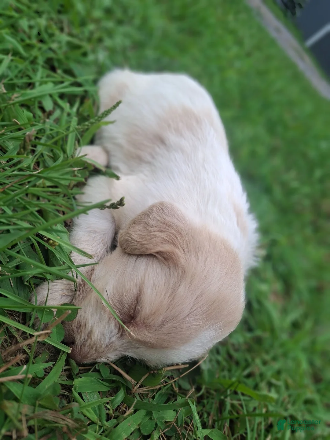 Labradoodle dogs for sale: Labradoodle 9 - Ad 1