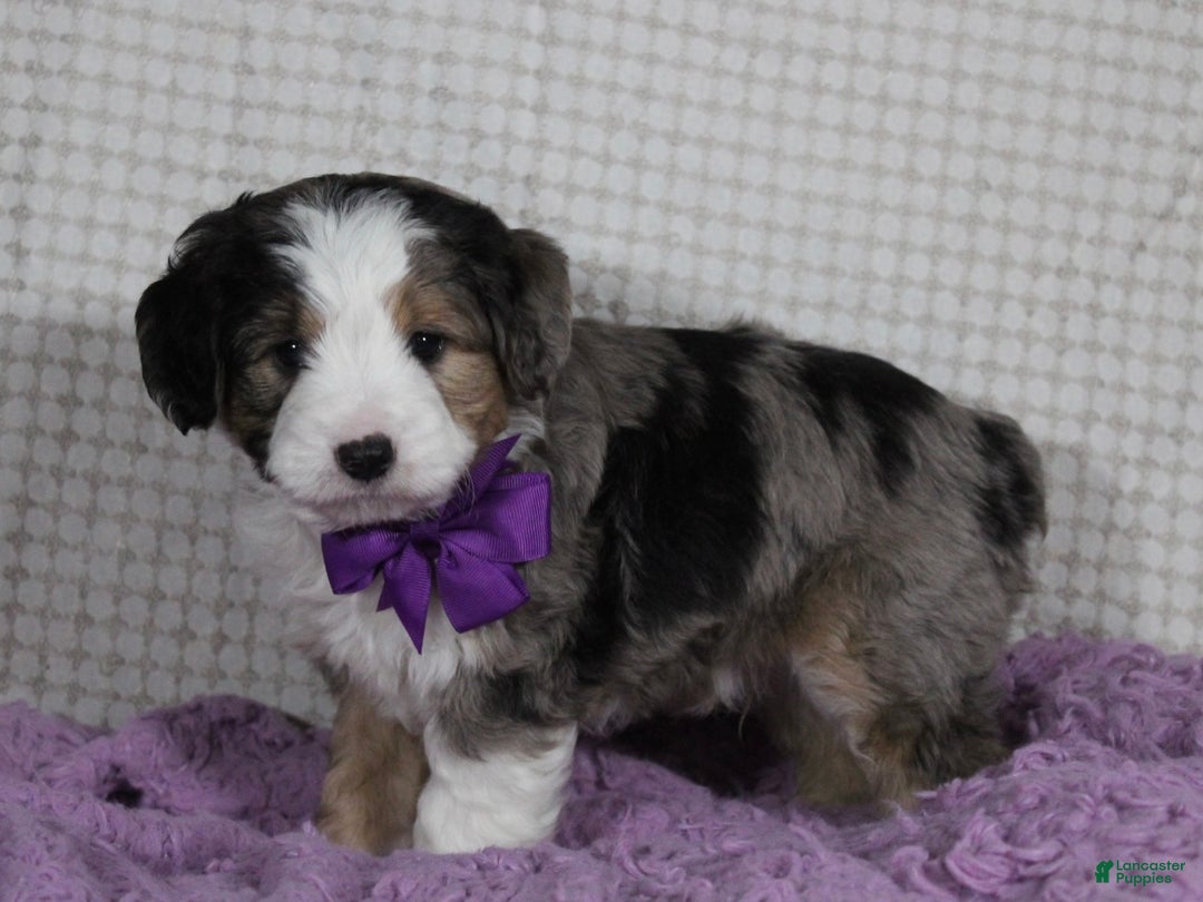 Mini Aussiedoodle dogs for sale: Odie - Ad 5