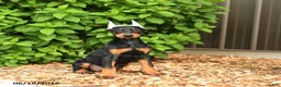 Doberman Pinscher dogs for sale: Doja - Ad 1