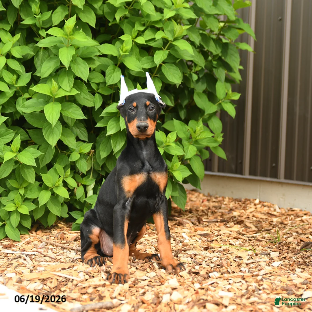 Doberman Pinscher dogs for sale: Doja - Ad 1
