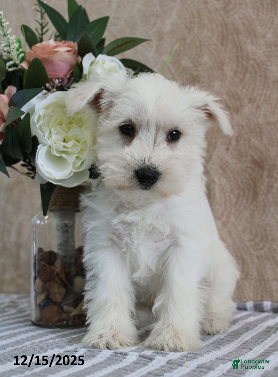 Miniature Schnauzer dogs for sale: Penn - Ad 5
