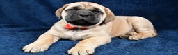 English Mastiff dogs for sale: Sammy - Ad 2