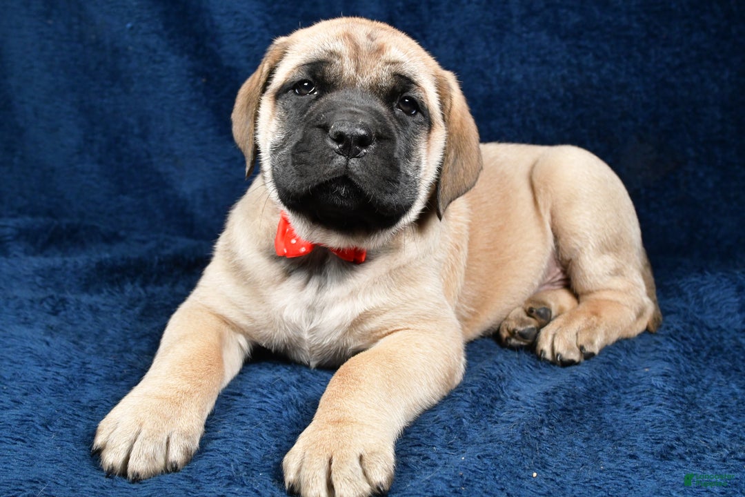 English Mastiff dogs for sale: Sammy - Ad 2
