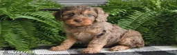Cavapoo dogs for sale: Vonnie - Ad 2