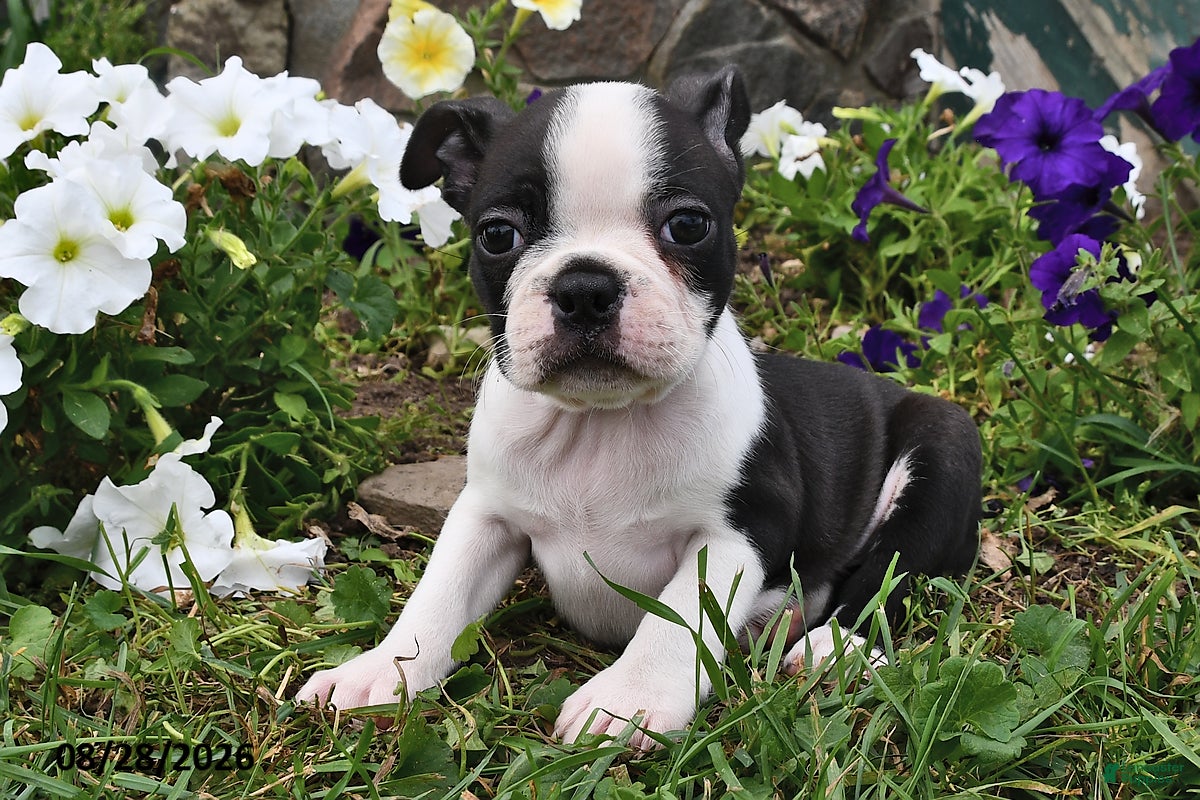Boston Terrier dogs Susie - Ad 1