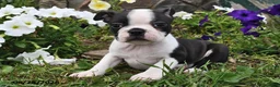 Boston Terrier dogs for sale: Susie - Ad 1