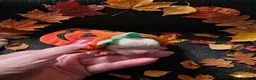 Maltese dogs for sale: Maltese 1 - Ad 2