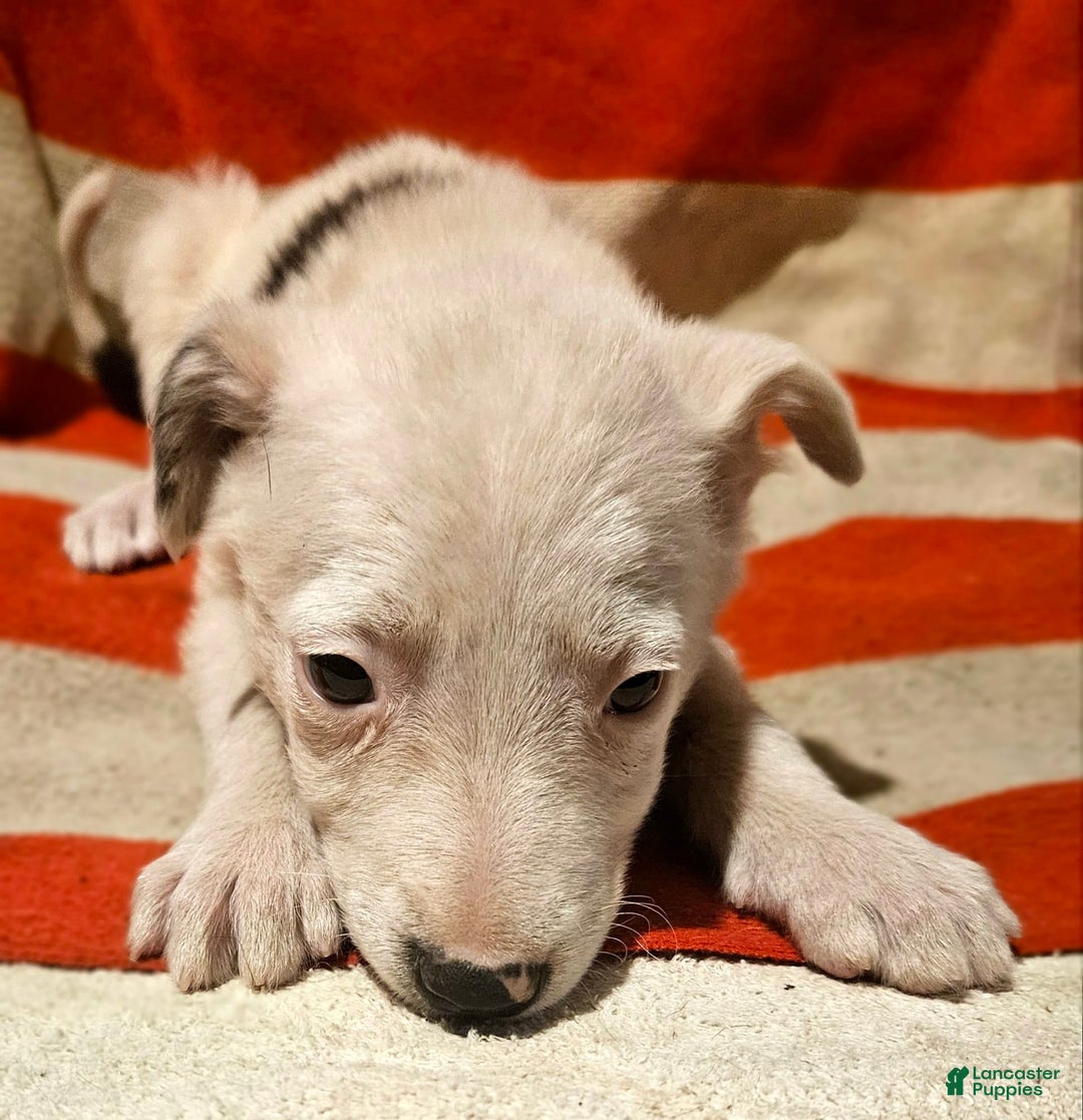 Border Collie dogs for sale: Dreami (Runt) - Ad 26