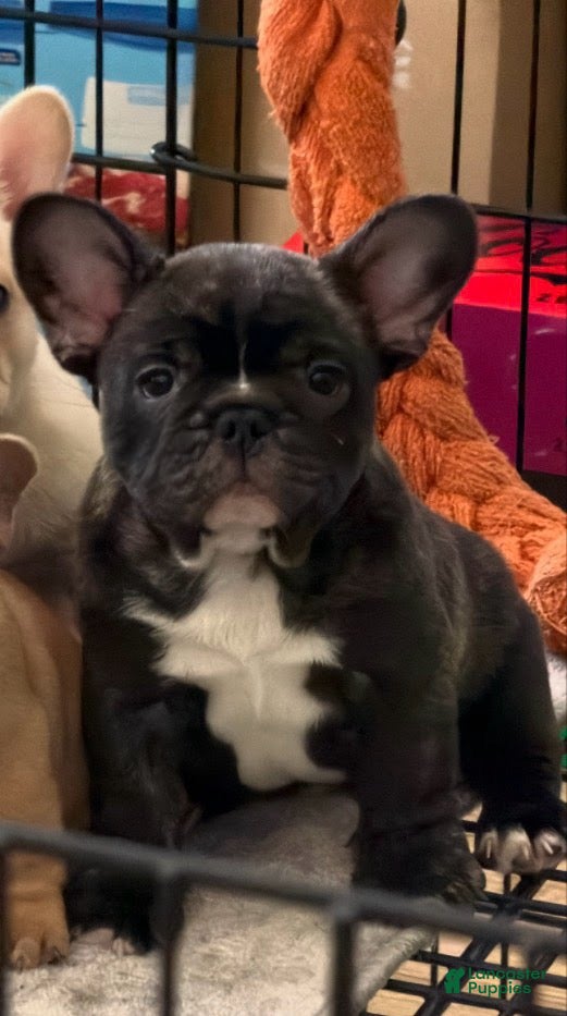 French Bulldog dogs French Bulldog Puppy 1 - Ad 1