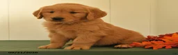 Golden Retriever dogs for sale: Dawn - Ad 4