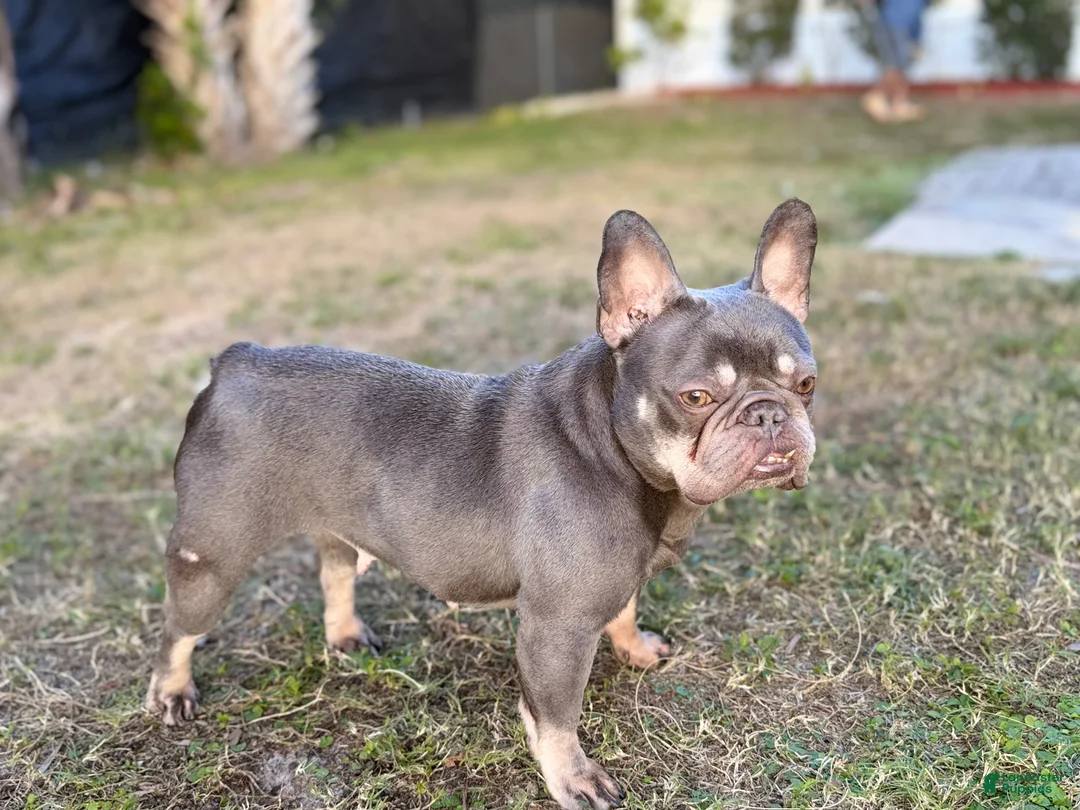 French Bulldog dogs for sale: sage - Ad 6