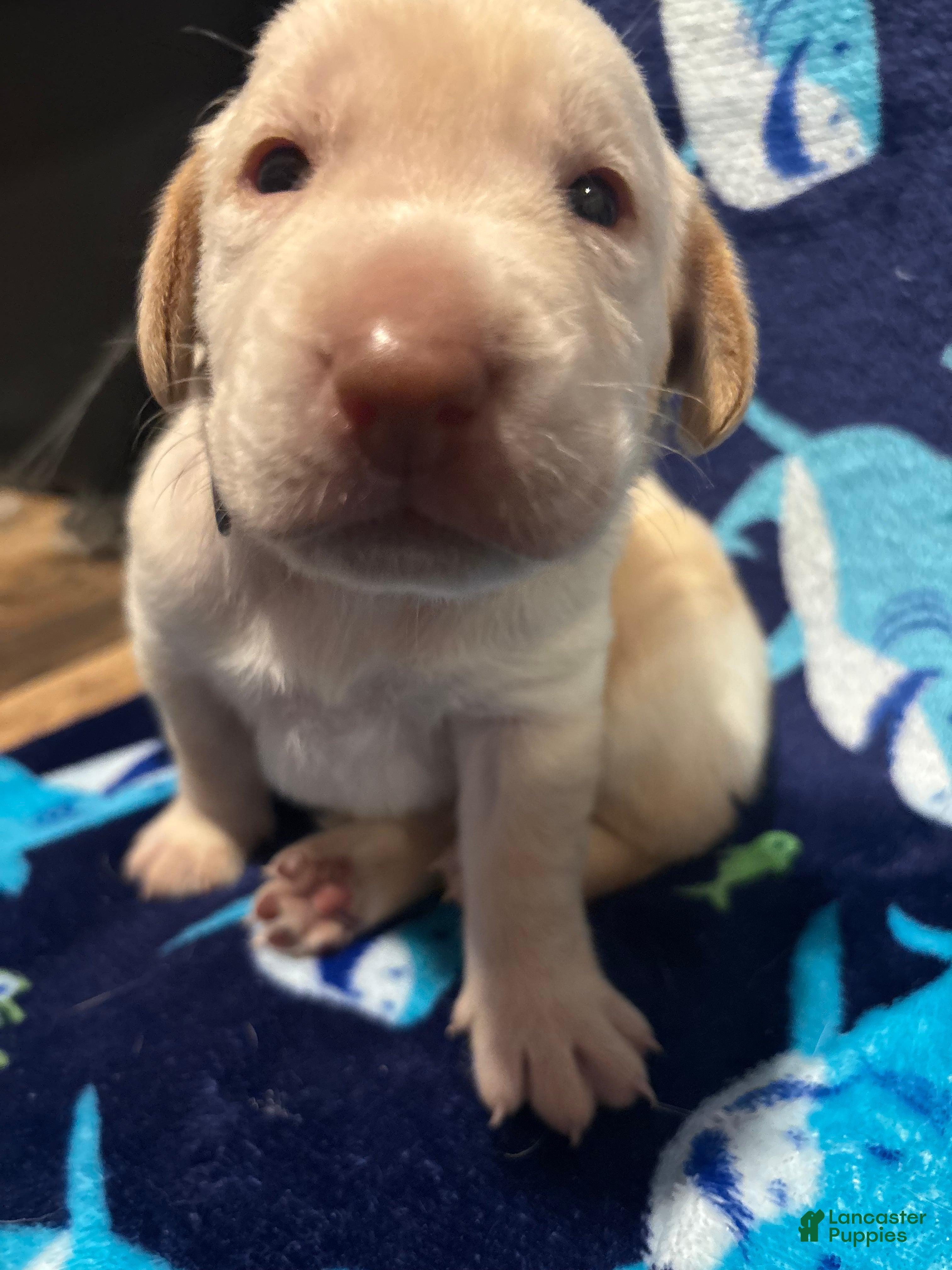 Labrador Retriever dogs Ian (yellow)  - Ad 19