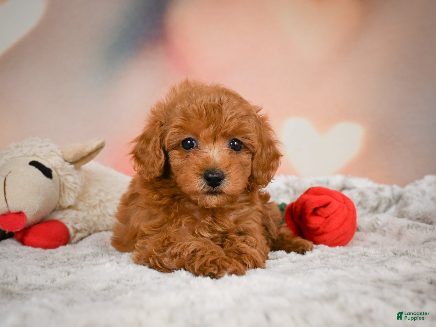 Toy Poodle dogs Alice - Ad 2
