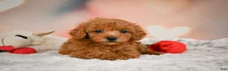 Toy Poodle dogs for sale: Alice - Ad 5