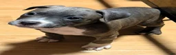 American Bully dogs for sale: "AALIYAH" BLUE NOSE - Ad 5