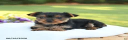 Yorkshire Terrier dogs for sale: Diamond - Ad 4