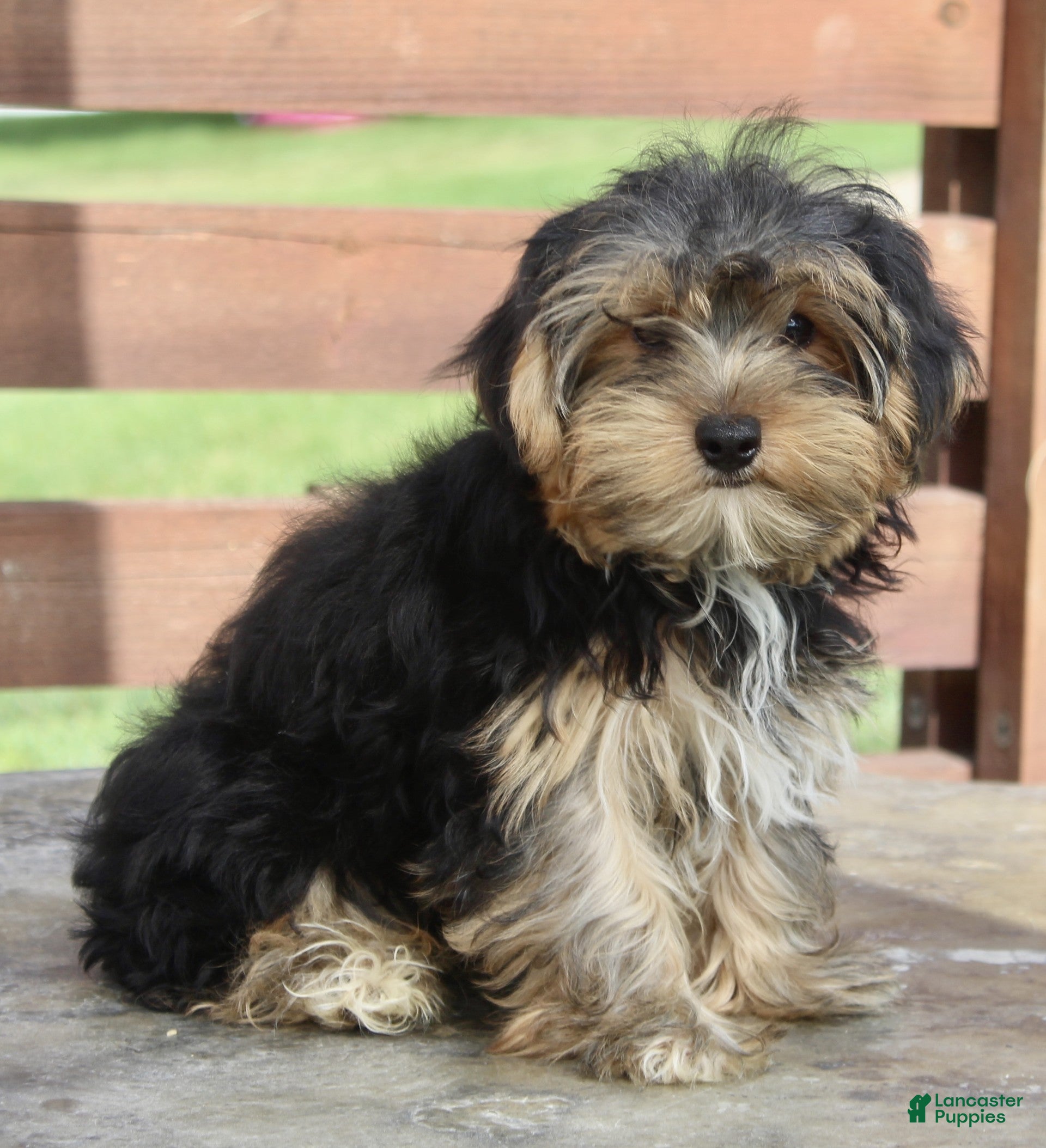 Yorkshire Terrier dogs Griffin - Ad 2