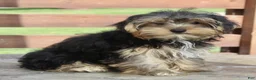 Yorkshire Terrier dogs for sale: Griffin - Ad 2