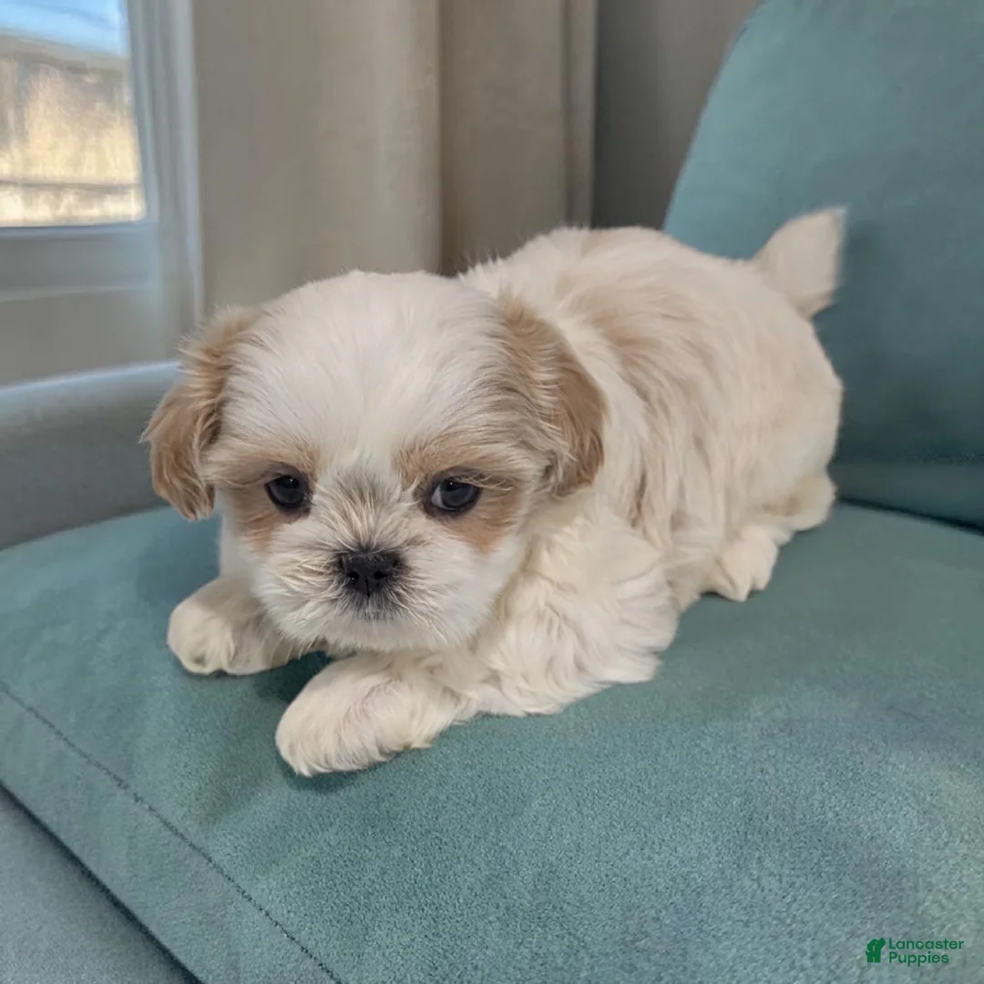 Shih Tzu dogs for sale: Zuma - Ad 2