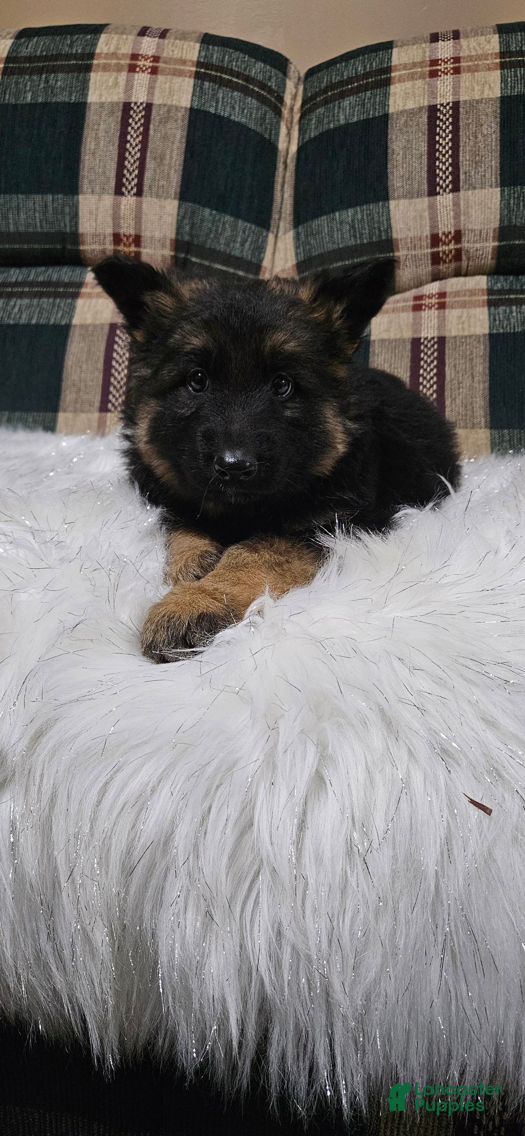 German Shepherd dogs for sale: Lainey - Ad 10
