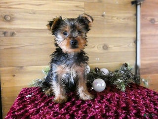 Yorkshire Terrier dogs Axel - Ad 22