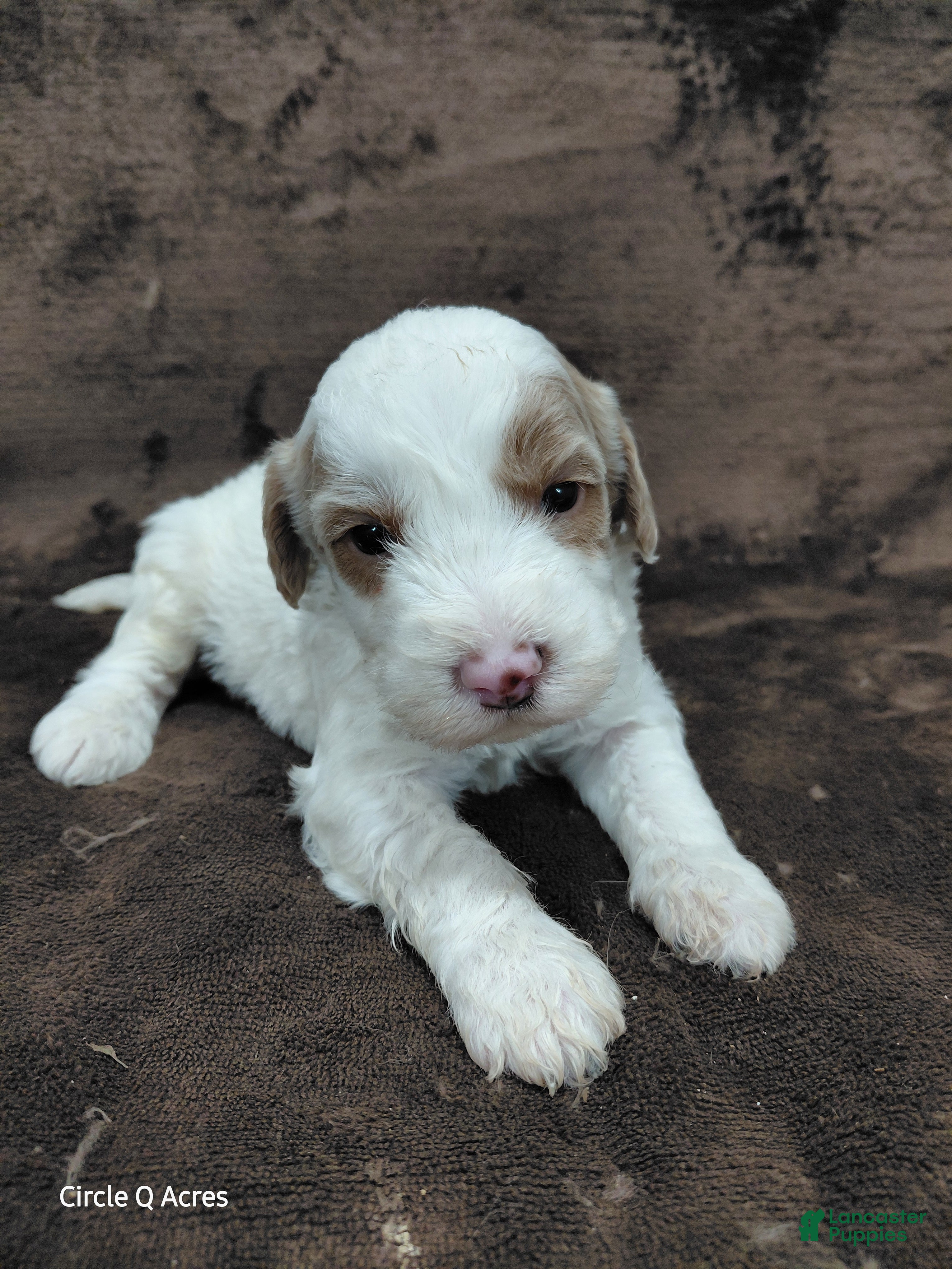 Mini Goldendoodle dogs Ethan - Ad 15