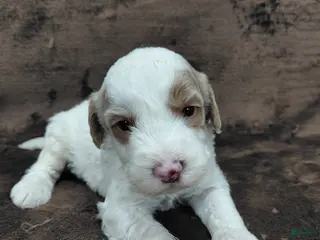 Mini Goldendoodle dogs Ethan - Ad 15